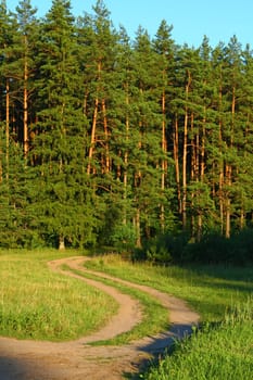 A rural road entering the forest during sunny day