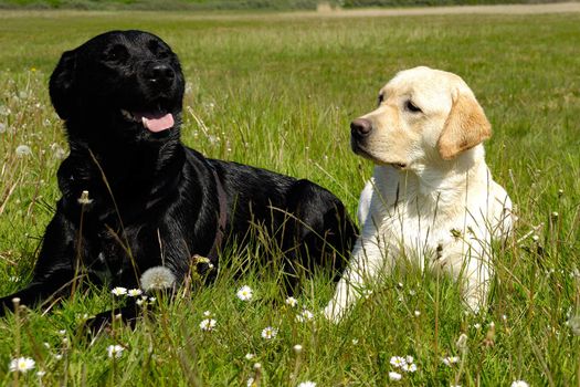 A black and a white dog is resting on grass on a hot summer day.