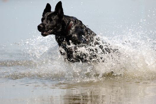 Black dog is jumping in the water