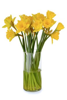 Yellow daffodils in a vase. Taken on a clean white background.