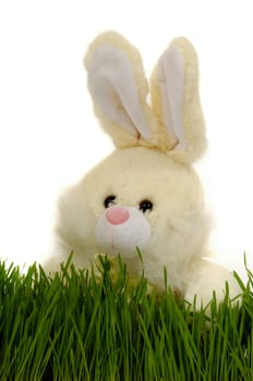 Easter bunny is hiding behind green grass. Taken on a clean white background.