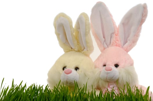 Easter bunnies and green grass on white background.