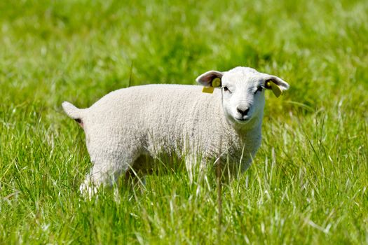 Sweet lamb standing on green grass looking