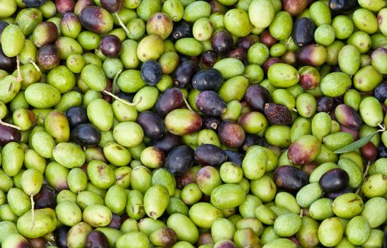 Group of black and green olives
ready to be processed into oil
