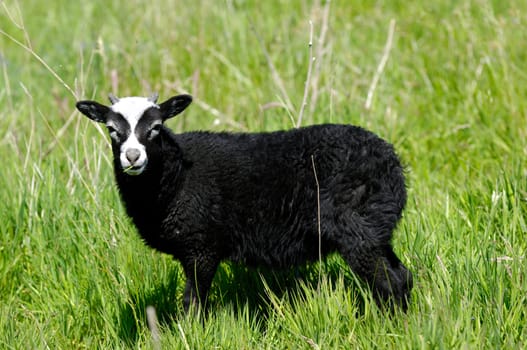 Black sheep sanding looking on green grass