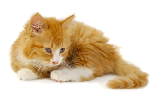 Sweet kitten is resting on a white background