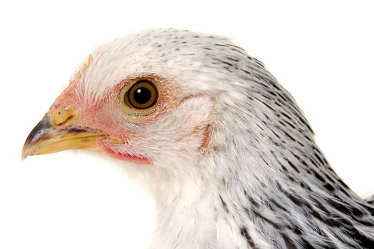 Face of a chicken looking on a white background.