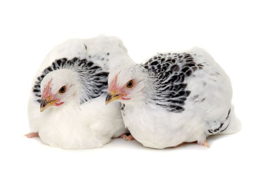 Chickens is standing and looking. Isolated on a white background.