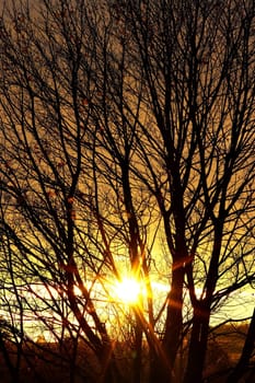 Abstract image of the autumn sun behind branches of bare tree - cold sunshine