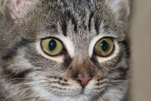 Detail of the kiten face