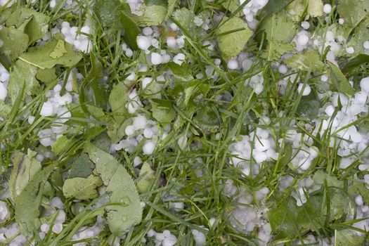 pea size hailstones on grass and damaged tree leaves after hail storm