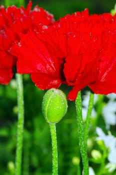 Close up of common poppies with water drops