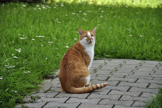 The red cat sitting against the fresh green grass 