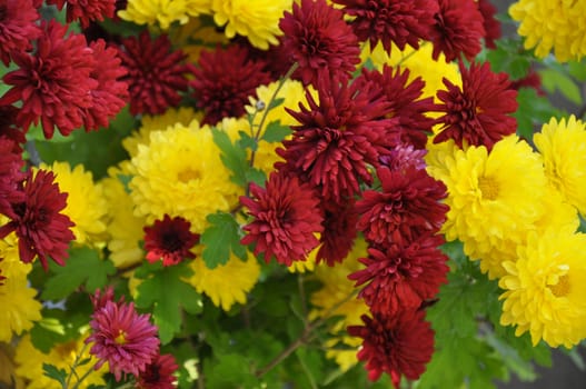 Beautiful yellow and red chrysanthemum flowers forming a background 
