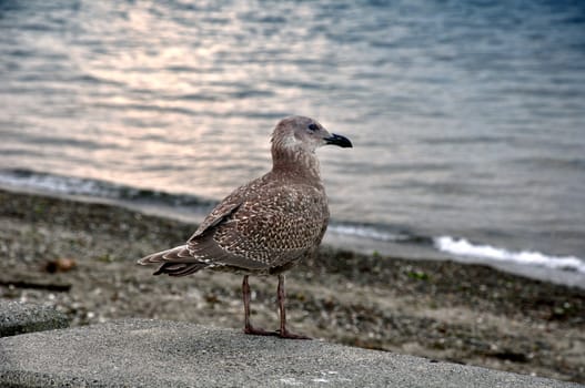 Young seagull standing on the parapet by the sea.