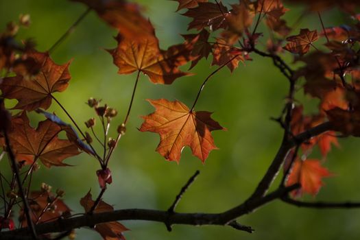 colorful green and orange  fall maple backround