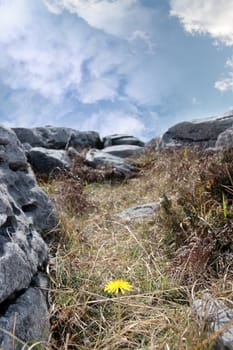yellow flower and burren plant life in the cracks of rocks
