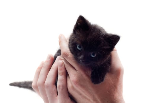 Shot of little cute black kitten isolated on white
