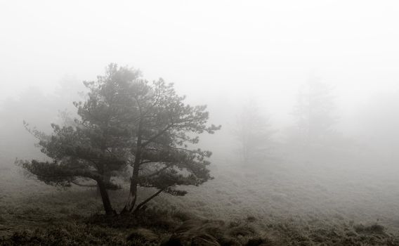 It is a tree stand in the mist.