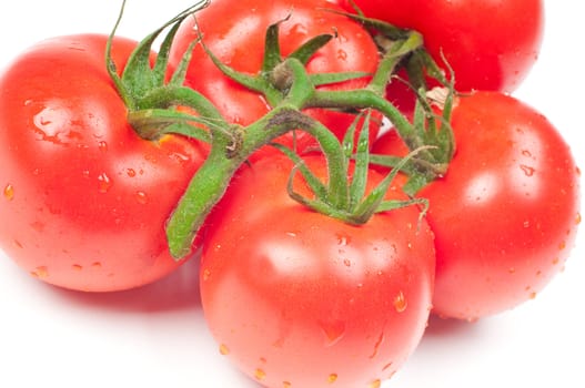 Shot of group tomatoes isolated on white