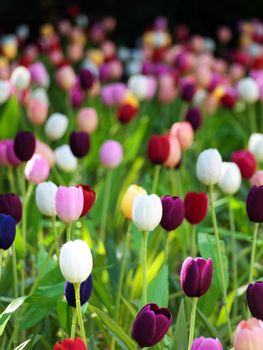 Beautiful field of  multicolored tulips in Netherlands