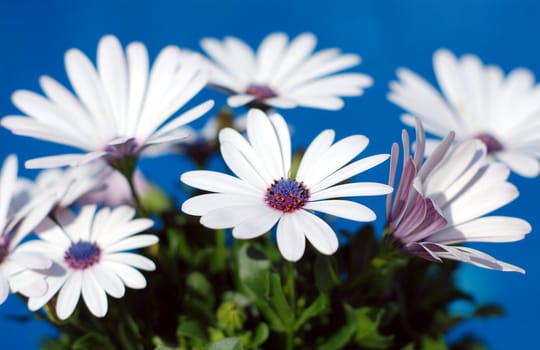 Beautiful white daisy flowers over a brilliant blue background