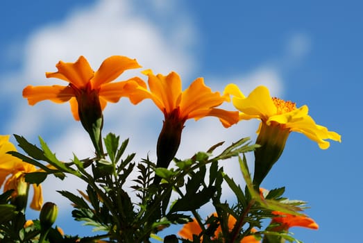 Marigold flowers from a low angle view with blue sky in the background