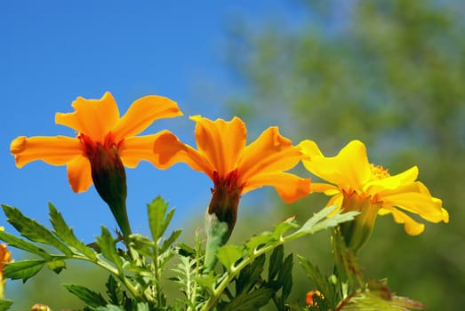 Marigold flowers from a low angle view with blue sky in the background