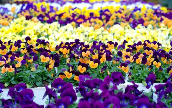 Field of colorful pansy flowers in a nursery