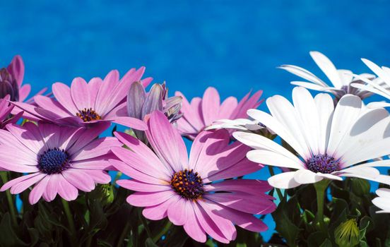 Purple and white daisy flowers near an outdoor pool