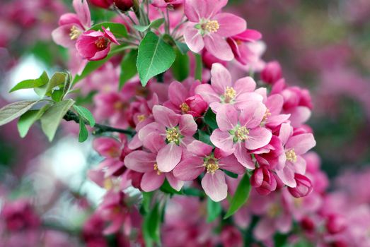 Close-up of a cherry tree in bloom during early springtime