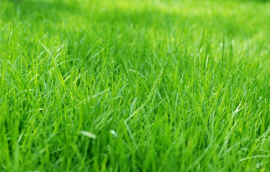 Lush sunlit green spring grass background with shallow focus