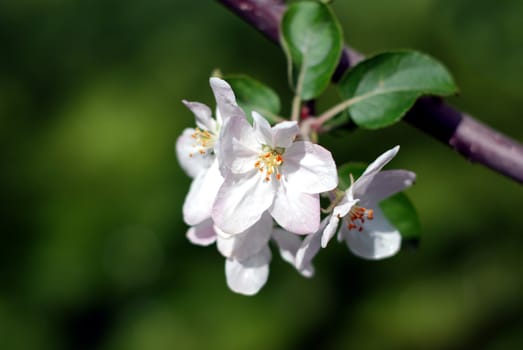Close-up of a cluster of apple blossoms with a beautiful green background for contrast