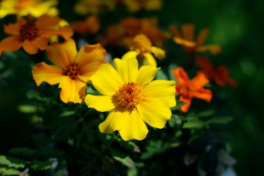 Close-up of marigold flower plants outdoors in spring sunshine