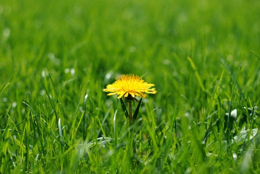 Close up of a single bright yellow dandilion in a luminous green lawn