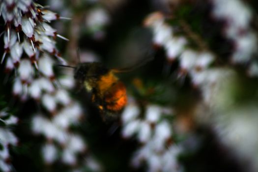 Bumble Bee Flowers Blur is a capture of a beautifully and unique colored insect in this composition of Flora and Fauna
