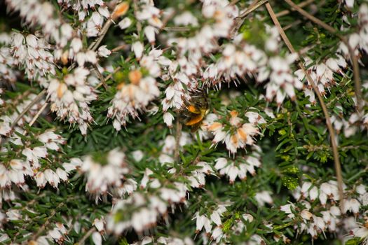 Bumble Bee Framed by Flowers with Sticks or twigs to the Right side in this colorful composition of flora and fauna.
