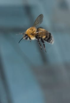 Photo of a bumblebee on a blue background