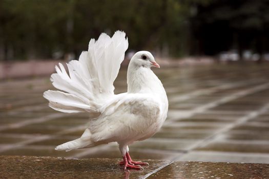 The decorative white pigeon with red paws