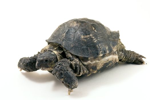 Turtle close up on a white background