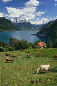 Looking over fields, cows, and Lake Lucerne in Switzerland
