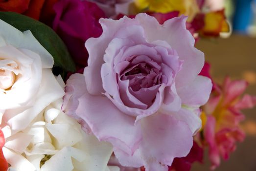 Pink colored rose in the garden, natural background