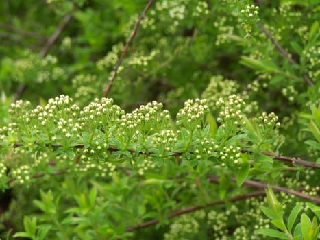 Close up of the branch with little white blossoms/