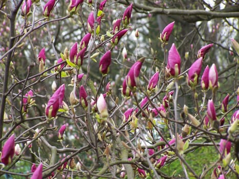 Close up of branches with magnolia buds.