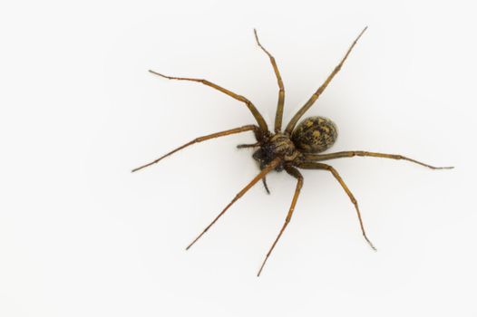 A common house spider (Tegenaria gigantea) isolated on white.