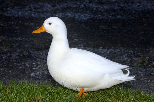 A farmyard duck, with water droplets on its breast, waggling its tail. Could this innocent-looking creature be carrying bird flu?