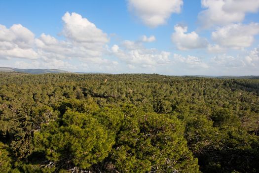 Pinetree forest stretches to horizon 