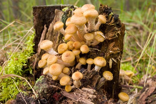 agaric honey fungus near stump in forest