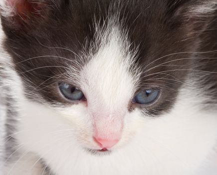 close-up black-white kitten's muzzle