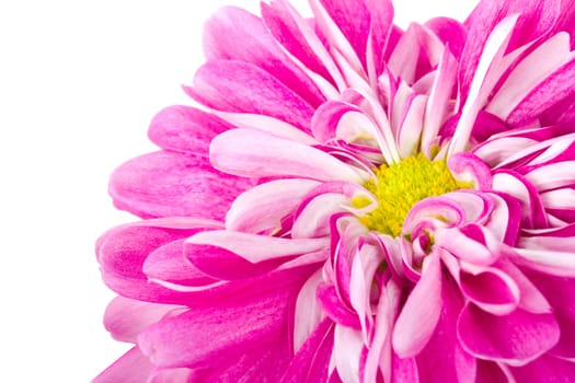 pink chrysanthemum flower, isolated on white